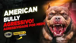 AMERICAN BULLY AGRESSIVO — BENICIO — O CASO QUE CHEGA SEM PROMESSA