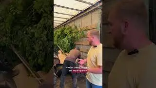 Отгружаем липы  `Greenspire` из питомника 