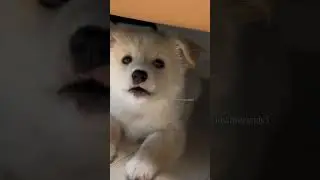 cutie puppy barking 🔥🐕#shorts #shortvideo #dogsound #puppy #dog #puppycuteness