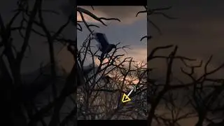 😱 OMG 😲 Real KAKUDA hunted story 🧟 full video in my channel ▶️#kakuda #hunted #story #tranding #tran