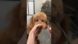 Good girl Mia! 🩷 #doggrooming #poodle