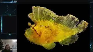 Fish Friday #266 - Leaf Scorpionfish