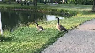 Geese hiss at dog