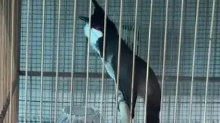 Chim chào mào hót! Các sản phẩm chăm sóc chim!