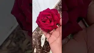 Oklahoma Rose Bloom 🌹 #roses #louisiana #gardening