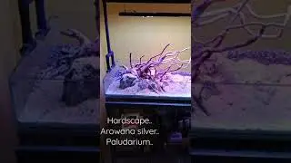 #arowana #aquarium #aquascape #paludariumindonesia #arowanafish #hardscape #paludarium