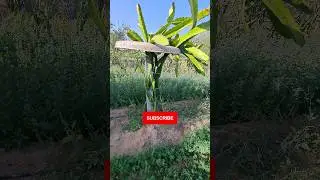 Pole ring structure in Dragon fruit#shorts #viral #farming #dragonfruit