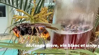 PROLIFÉRATION DE FRELONS autours de la fleur de palmier ! Ils vont TOUS dans la BOUTEILLE se NOYER💪