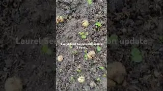 LAUREL SEED GERMINATION UPDATE 3 weeks