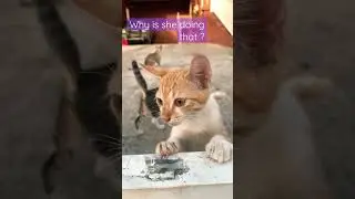 New kitten noise ? 😂 why is she making this noise ?