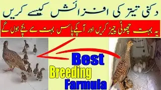 Dakhni teetar ko kese breed karwaye | Birds Society