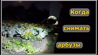 Упряжка для Лёшки  Вершки, корешки
