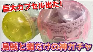 まさかの柔らか素材！卵を守るタコが欲しすぎる！蛸、烏賊 ガチャガチャ 開封レビュー！