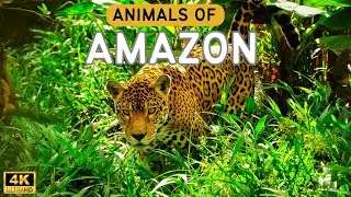 Animals of Amazon 4K | Amazon Rainforest: A Haven for Exotic Animals