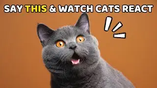 5 Words You Say That Your Cat ACTUALLY Understands