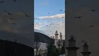 seagulls flying every  morning  at vadistanbul #istanbul #turkey #shortblogs