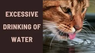 Excessive drinking of water , Polydipsia, The most common reasons? #cat 🐈&zwj;⬛💦