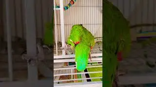 Сыграл Мака