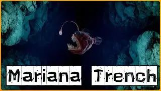Mariana Trench : What They Found In the Deepest Place on Earth