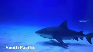 Sharks In The South Pacific