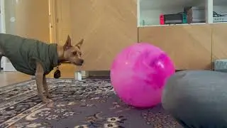 jean learning treibball