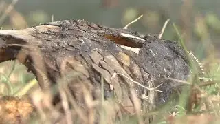 Jacksonville man raises concerns of abundant dead fish in pond near local cemetery