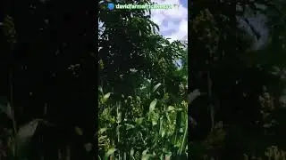 Sorghum Farming #farminginkenya #sorghum
