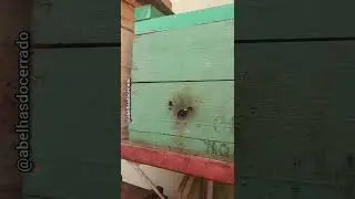MQA - FOR&Ccedil;A DO ENXAME #bee #abejas #manda&ccedil;aia #asf