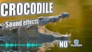 Animal noises, crocodile roars, and crocodile sound effects without copyright