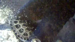 Turtle.MOV