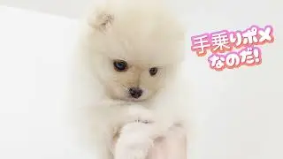 【ポメラニアン】ようこそ高井戸店へ