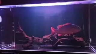 Ikan Mangrove jack | aquarium predator 100cm #aquariumaquascape #aquarium #mj #mangrovejack