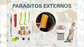 CUIDADOS VETERINARIOS EN CASA (3 de 4): Administrar medicación a gatos. TERCERA PARTE.