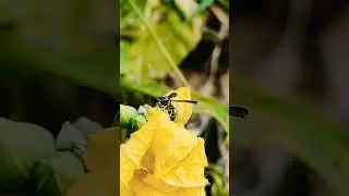 Black and yellow striped wasp #nature #insects #habitat #species #assam #ecology #wasp #behaviour