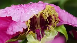 Strauch-Pfingstrose (Paeonia suffruticosa)#Paeonia suffruticosa#unzhurst