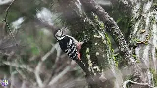 野鳥動画　いつものお山でアカゲラ､オオアカゲラ､アオゲラ