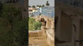 #nature #funny #shorts #shortvideo #viral #youtubeshorts #animals @NatGeo @animalplanet
