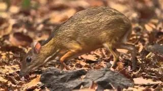 LESSER MOUSE-DEER,Kääpiökauris,Tragulus kanchil,Thailand