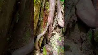 Tree Growing from a Stump on a Washington Trail #nature #savetrees #trending