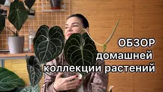 ОБЗОР домашней коллекции растений 🌱январь 2026г
