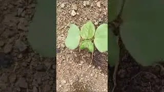 Drip irrigation system field preparation