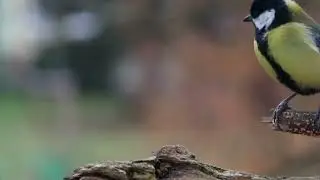 Naturbillede af fugle
