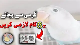 Birds in summer season || Birds Tips  For Summer season