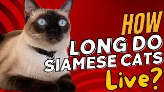How Long Do Siamese Cats Live?🐱⏳