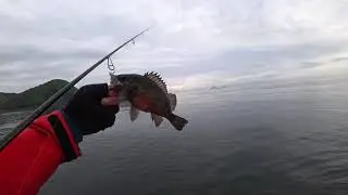 Mebaring  風なし波なし語りなし　blissful fishing time in japan