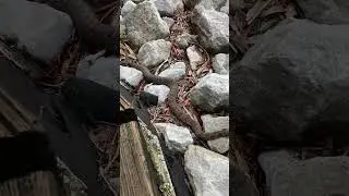 My snake friend is back