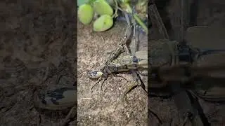 Bombardier vs longhorn beetle