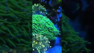 Torch Coral &ndash; Colors, Care & Essential Tips | Euphyllia Glabrescens for Reef Tanks 🌊✨ #torchcoral