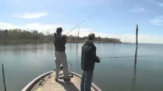 Big Bite Baits Coon Tail Worm