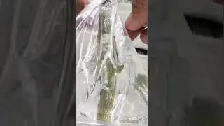 How to grow Lemon tree | from air layering | with water | #short |🥰